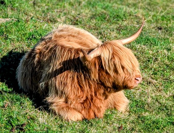 Highland Coo